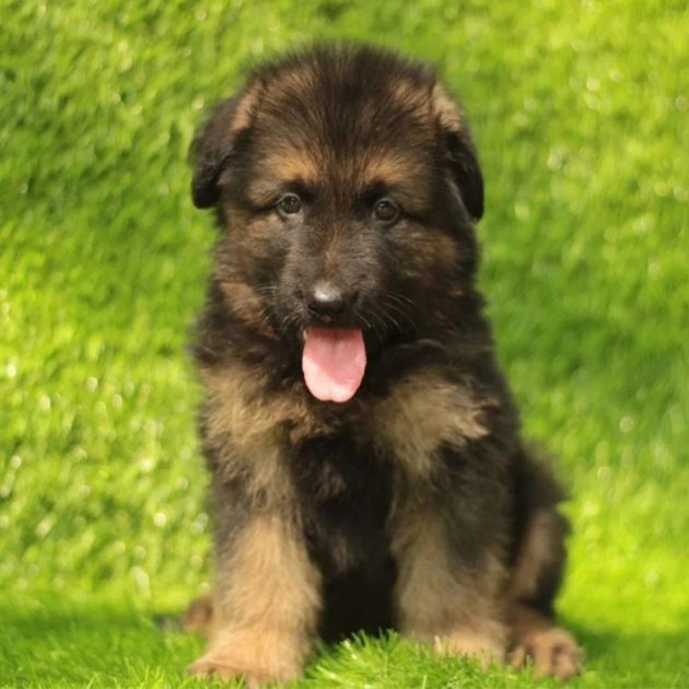 German Shepherd Puppies For Sale In Delhi Ncr | The Puppy Point